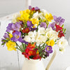 Mixed Freesias