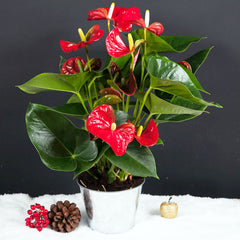 Anthurium