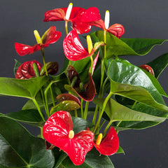 Anthurium