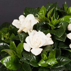 Gardenia