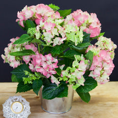Potted Hydrangea Plant