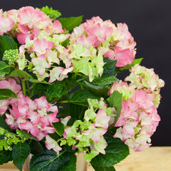 Potted Hydrangea Plant