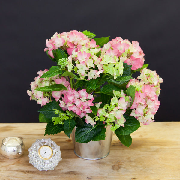 Potted Hydrangea Plant