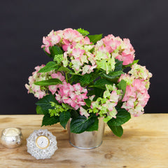 Potted Hydrangea Plant