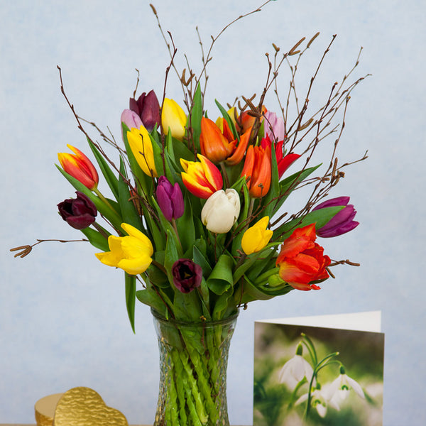 Mixed Tulips for Mum