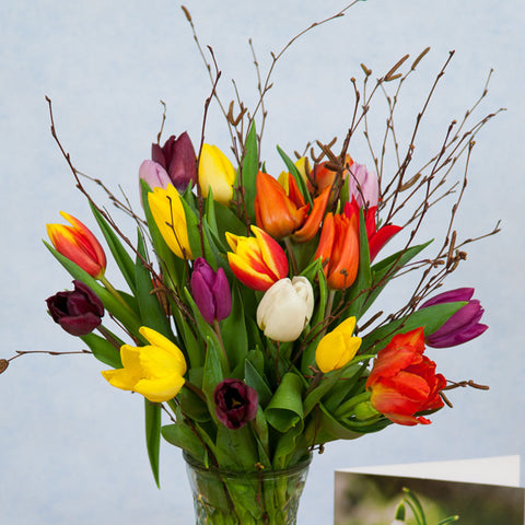 Mixed Tulips for Mum
