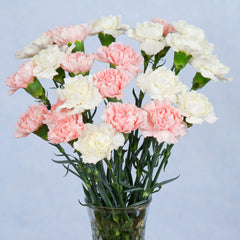 Pink and White Carnations