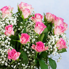 Pink Roses