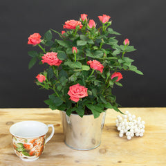 Potted Rose Plant