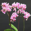 Pink Phalaenopsis Orchid