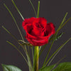 Single Red Valentine Rose