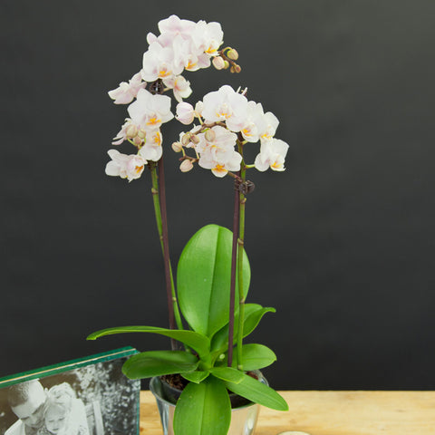 White Phalaenopsis Orchid