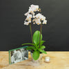White Phalaenopsis Orchid