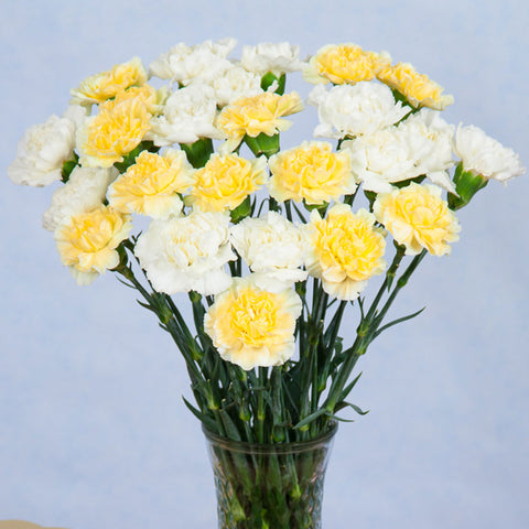 Yellow & White Carnations
