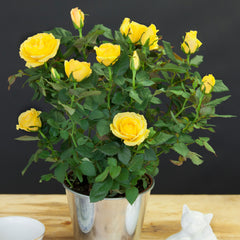 Yellow Pot Rose