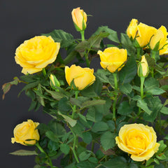 Yellow Pot Rose