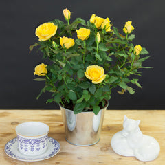 Potted Rose Plant